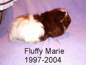 Fluffy Marie