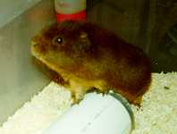Cocoa