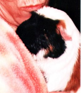 Gizmo