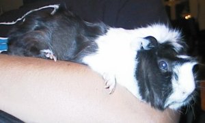 Igor, the Prince