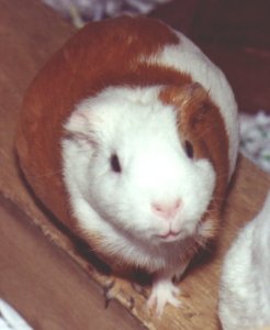 Nan-nan