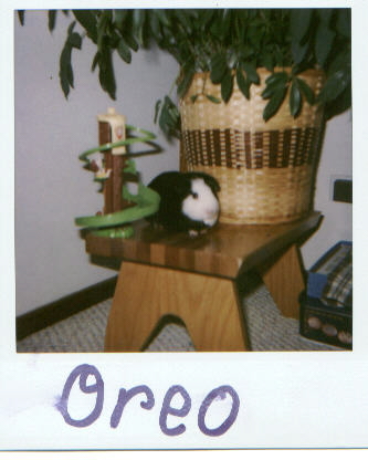 Oreo