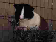 Pole Cat