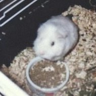 Raz