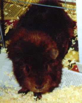 Little Sophie